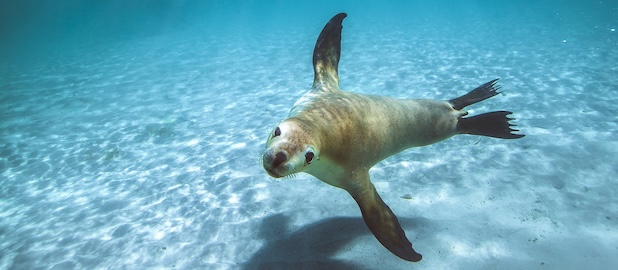 Seal swimming