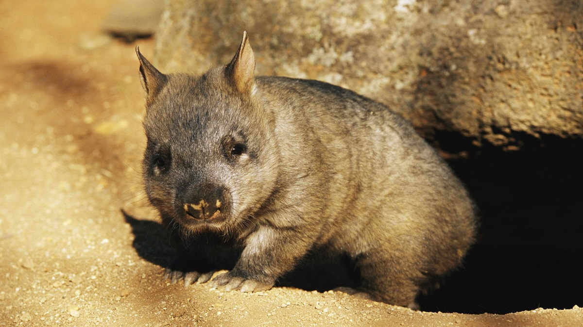 Wombat Vs Rabbit Scientists successfully find wombats and rabbits using satellites ...