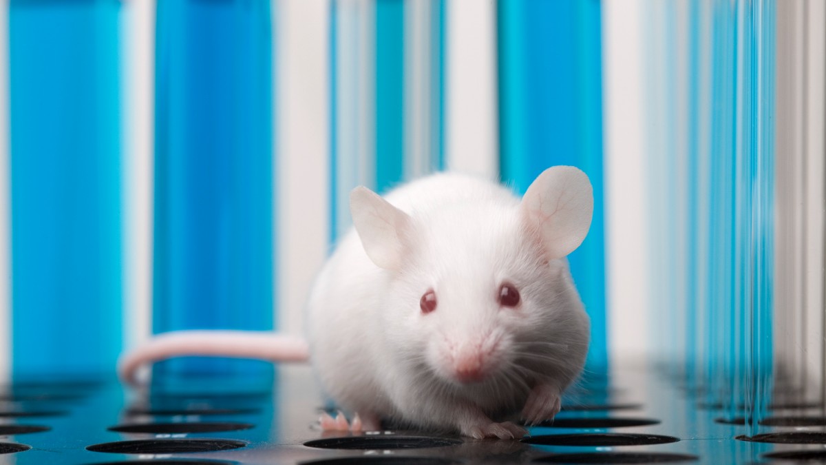 Whip Mouse Watch a mouse “whip it” to keep its balance | News | ConnectSci