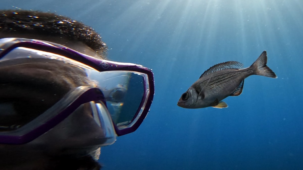 Retraining Fish How to train your fish | News | ConnectSci
