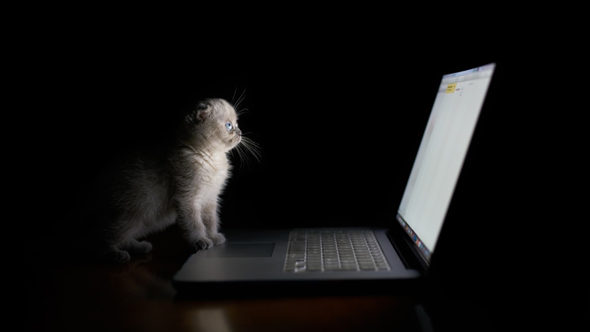 Cat Computer System Error How Schrödinger’s cat could detect quantum computer errors | News ...
