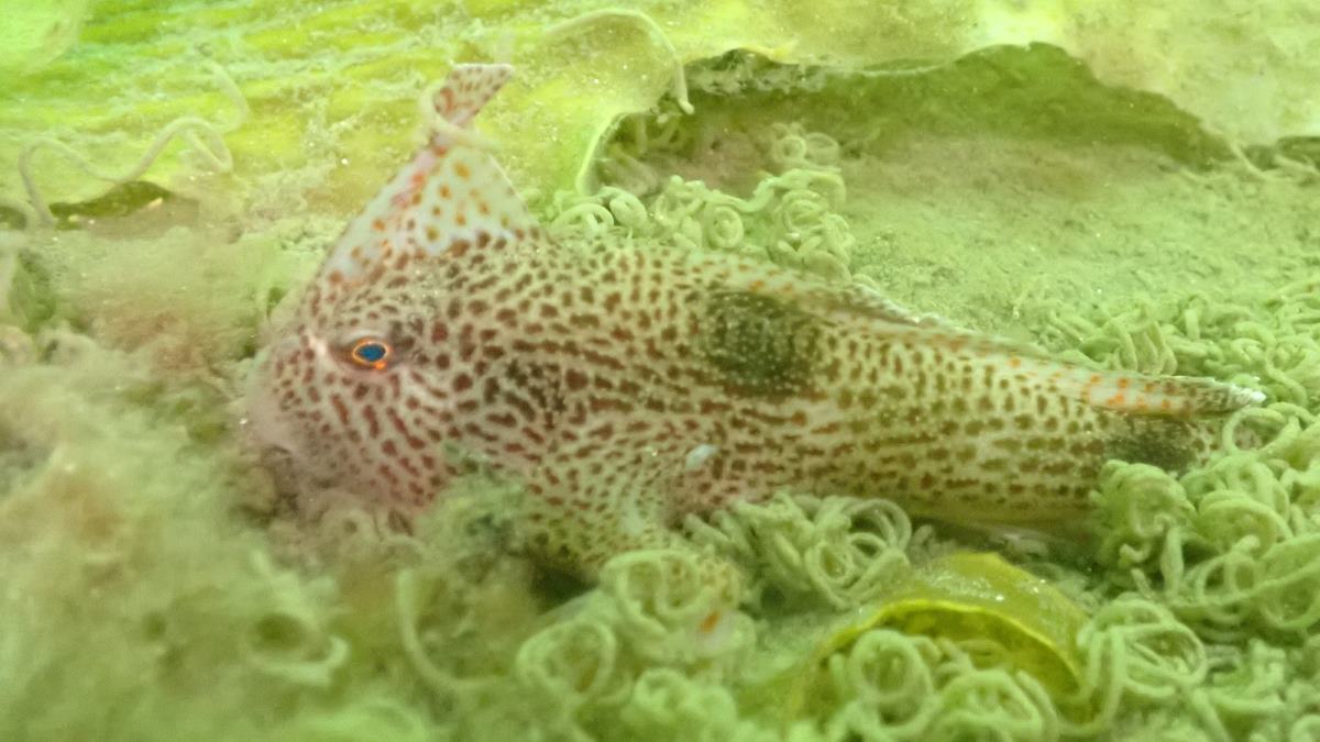 Completed genome gives critically endangered ‘uglycute’ fish a helping ...