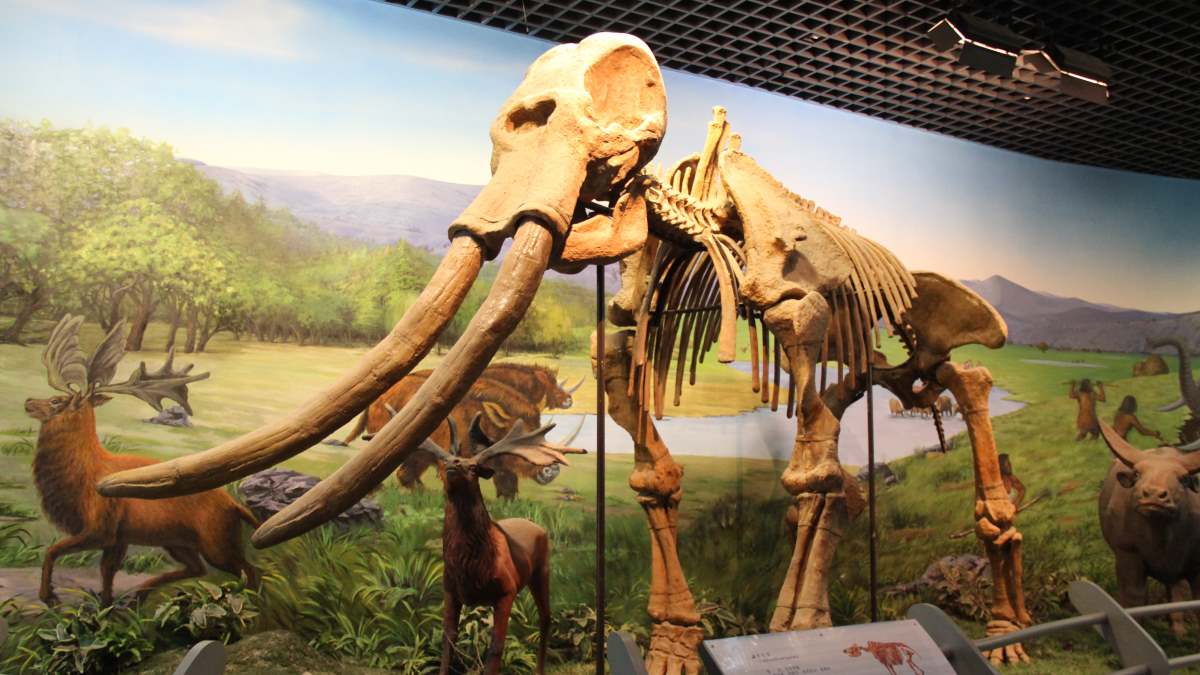 An Elephant s Glimpse Into Stone Age Taiwan s Ancient Ecosystems News an-elephant-s-glimpse-into-stone-age-taiwan-s-ancient-ecosystems-news