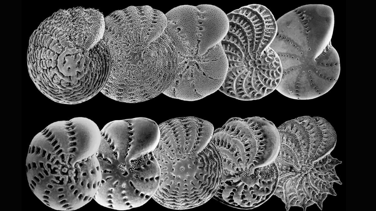 Complex Shells Tiny sea creatures help scientists study coastal ecosystems | News ...