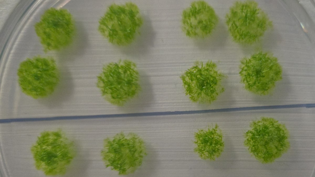 Moss spores can survive 9 months, possibly years, in space Free