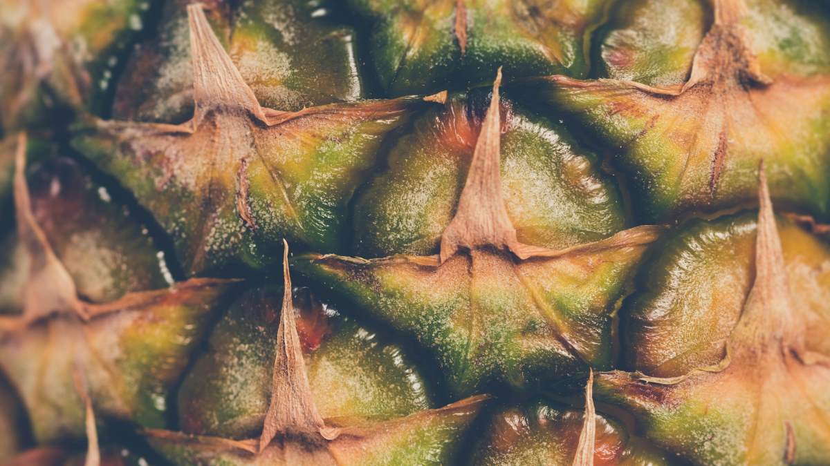 Pineapple peels: the latest sustainable source for natural dye | News ...
