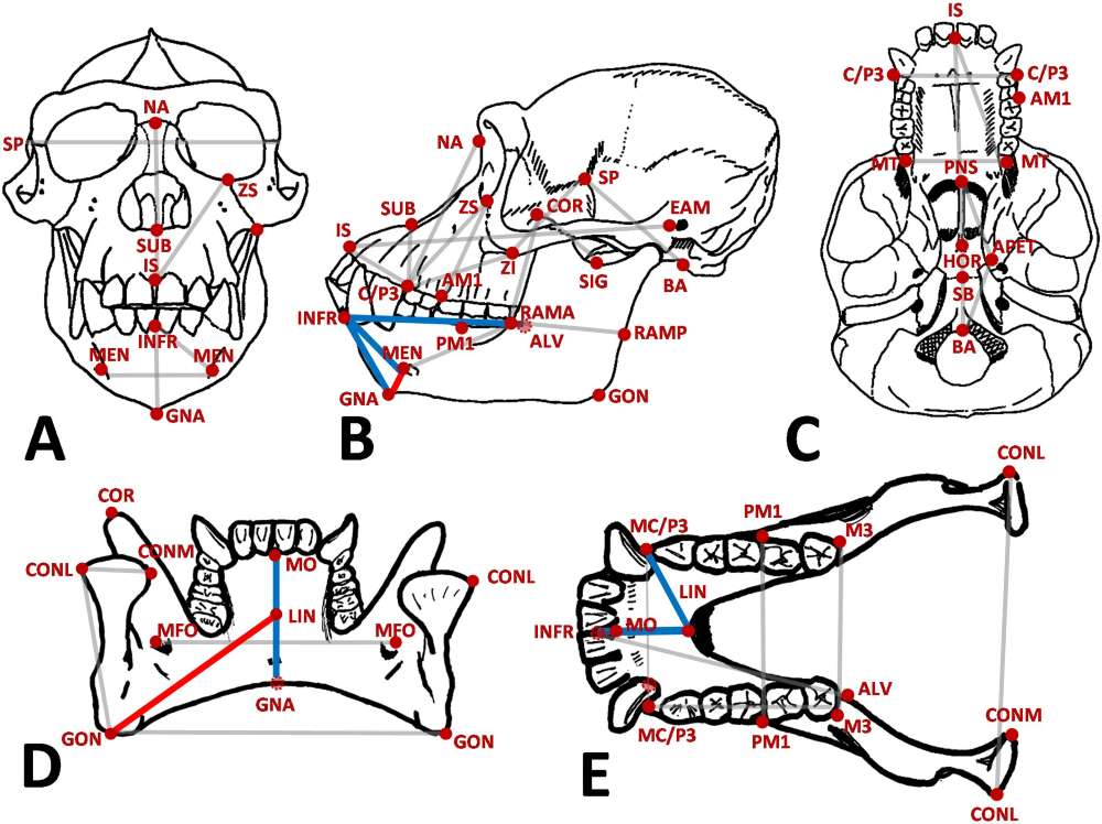 black and white line drawing diagram of ape skull and mandible from different angles