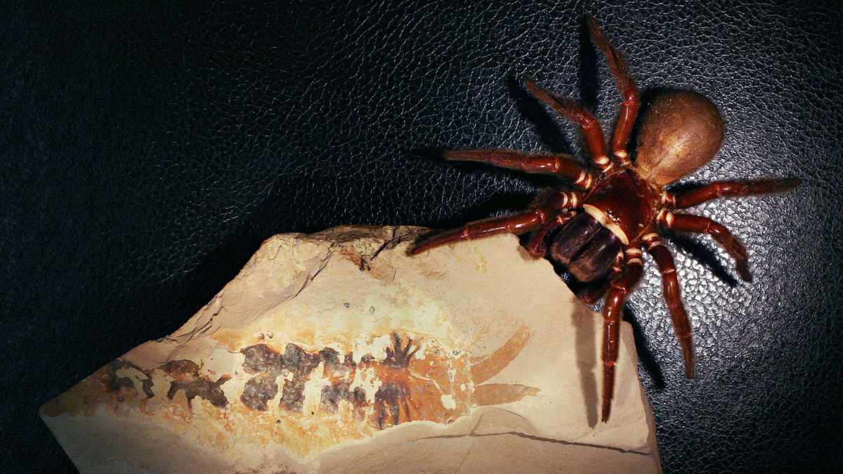 Spiders Invention “Claws are never in that location”: rethinking the origin of spiders ...