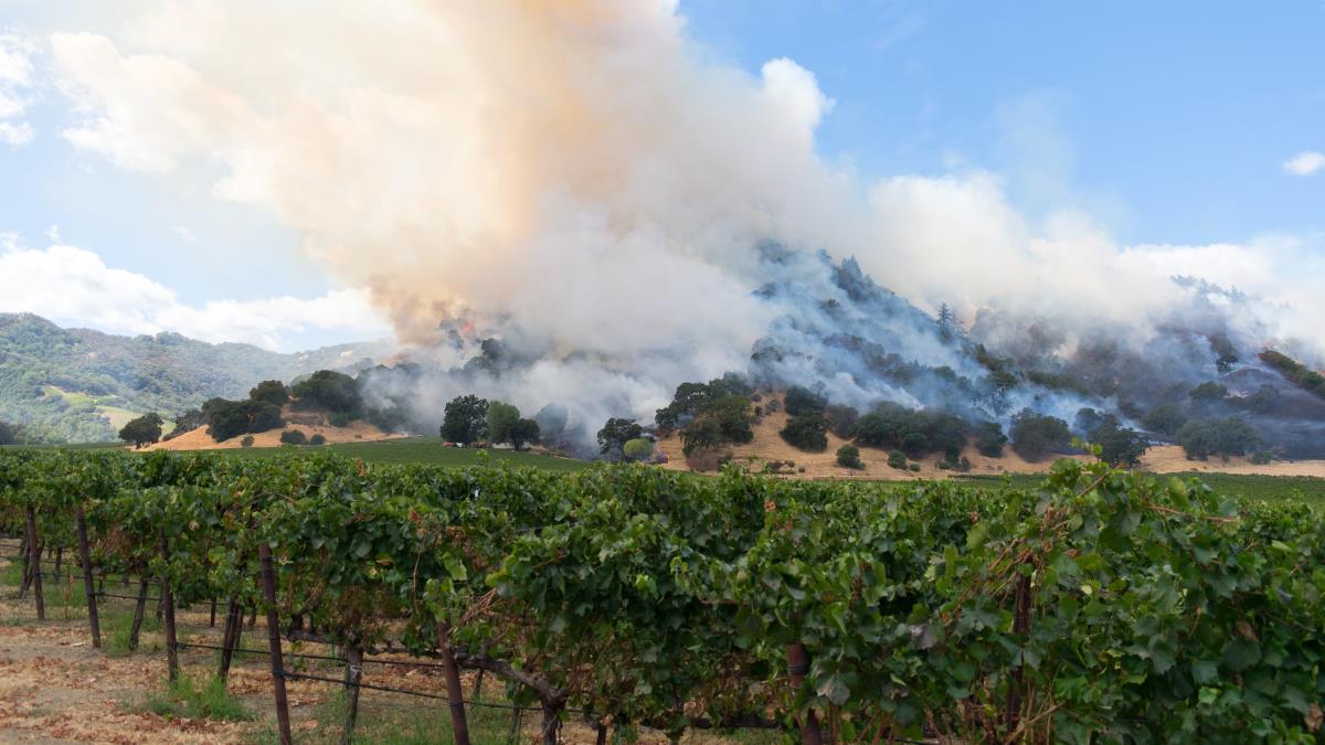 New approach makes tainted wine less smoky, more fruity Free