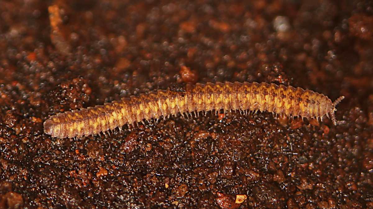 The long evolutionary history of millipedes Free