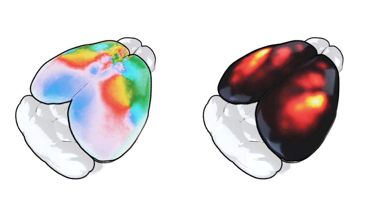 Swirling brain waves provide new insights into cognition Free