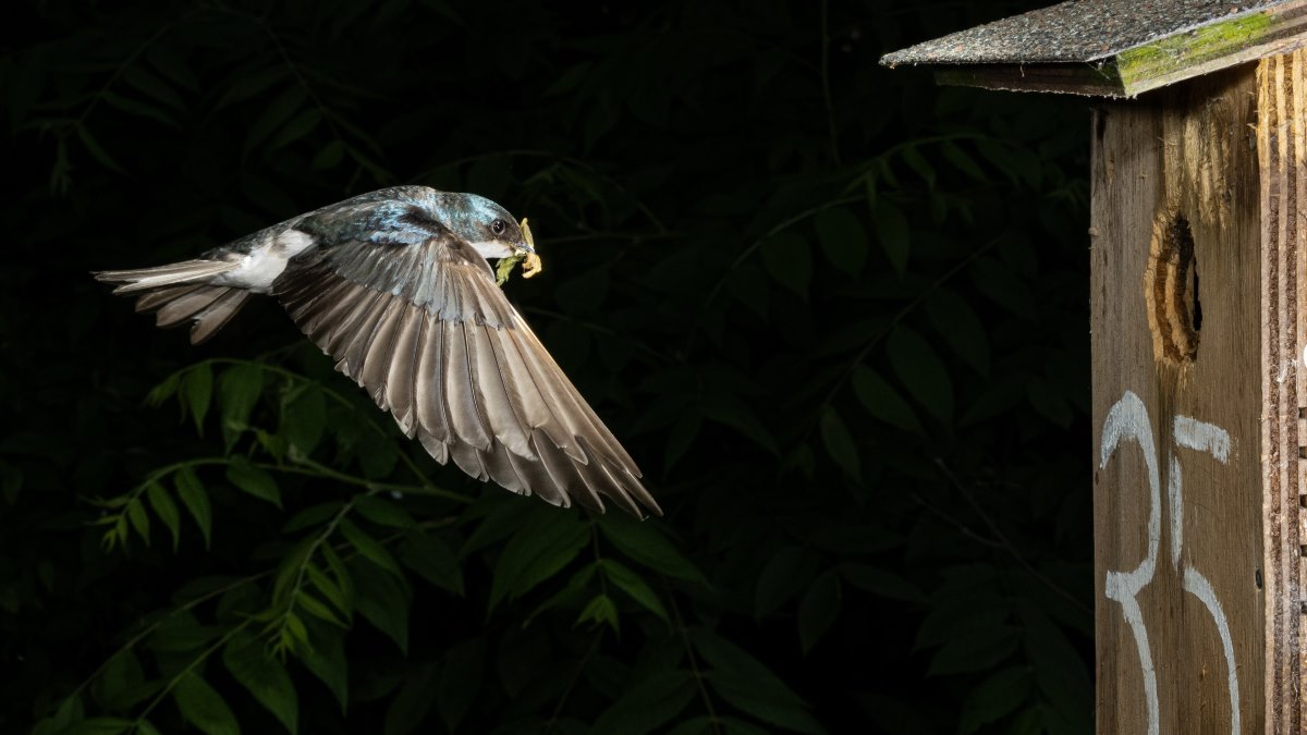 Climate change and biodiversity decline reshapes bird biology