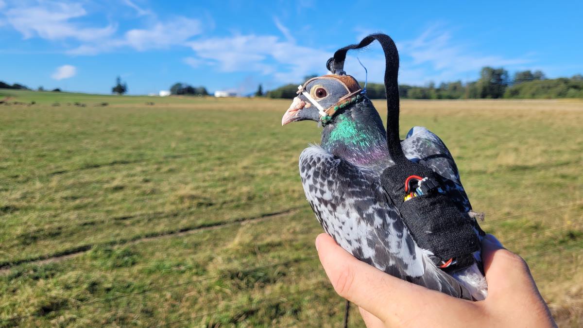 Pigeon vision is more complex than we thought