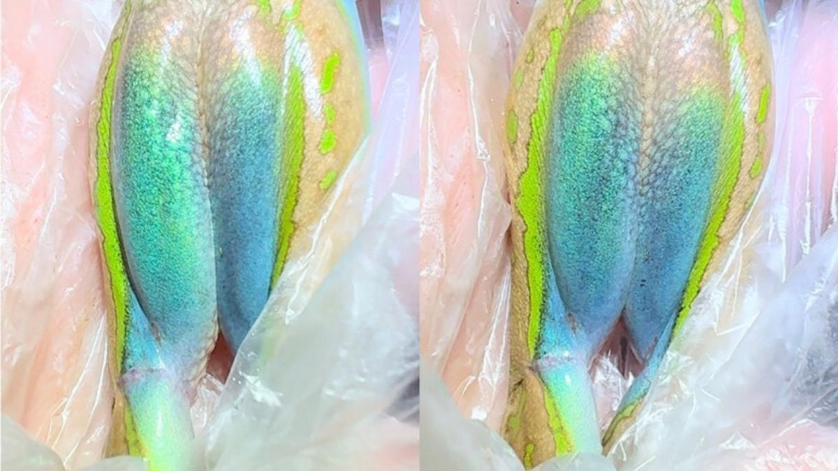 Rare iridescence discovered in Australian frog