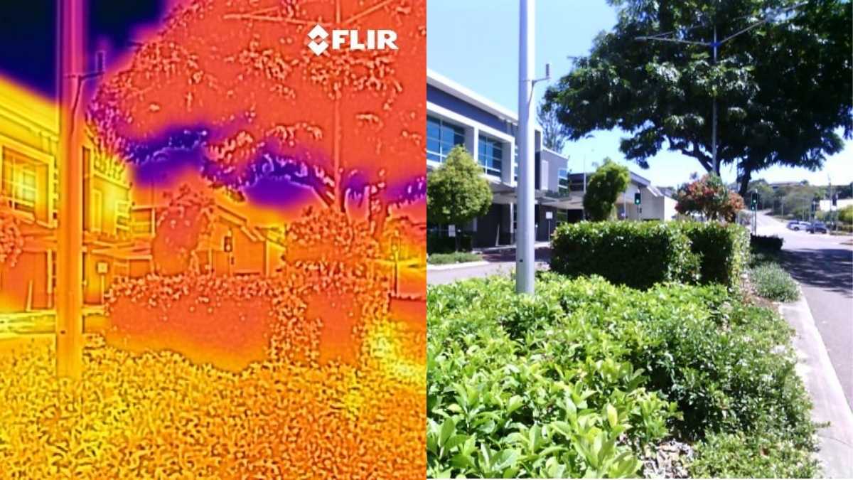How urban greenery can provide the most relief from summer heat