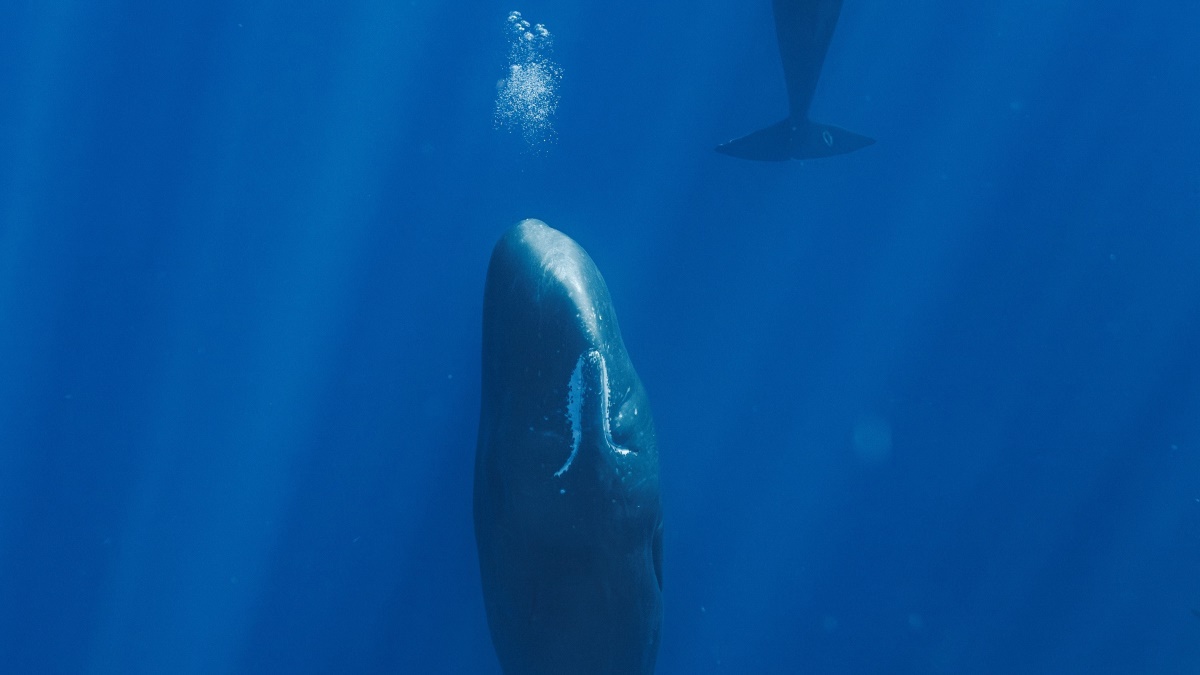 Sperm whales blow bubbles to sleep like pillars below the waves