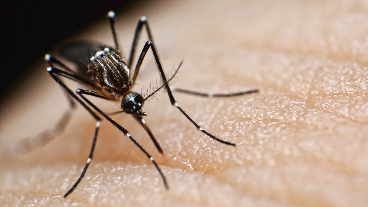 Mosquitoes develop resistance to common insecticide