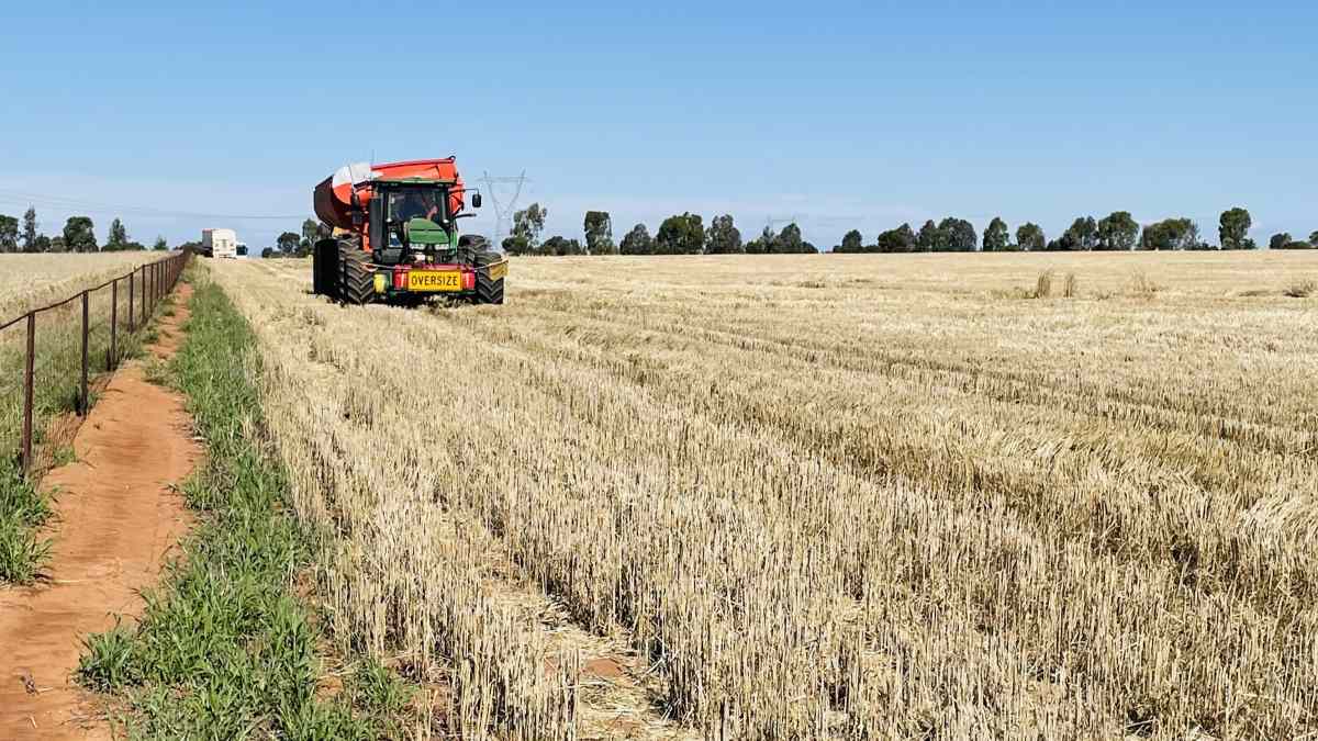 Grain growers face drought-hardy weed under changing climate