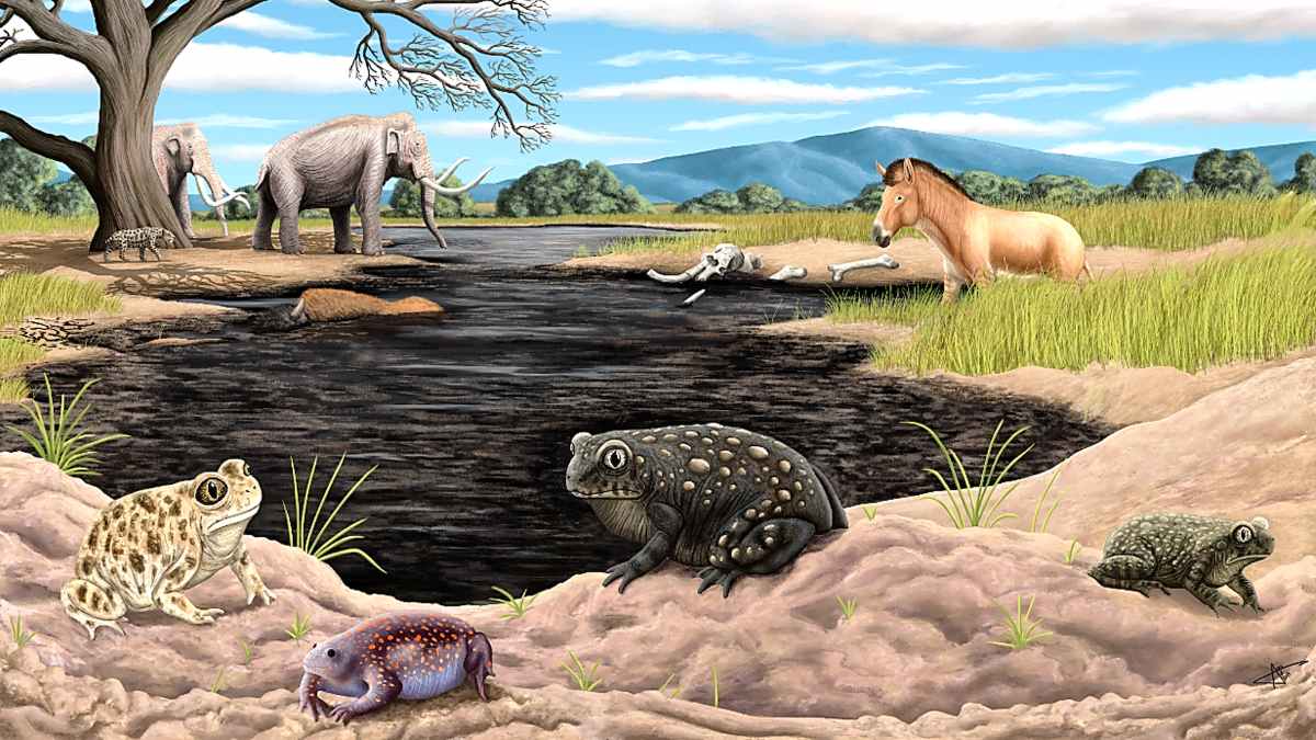 New species of ice age toad discovered at La Brea Tar Pits