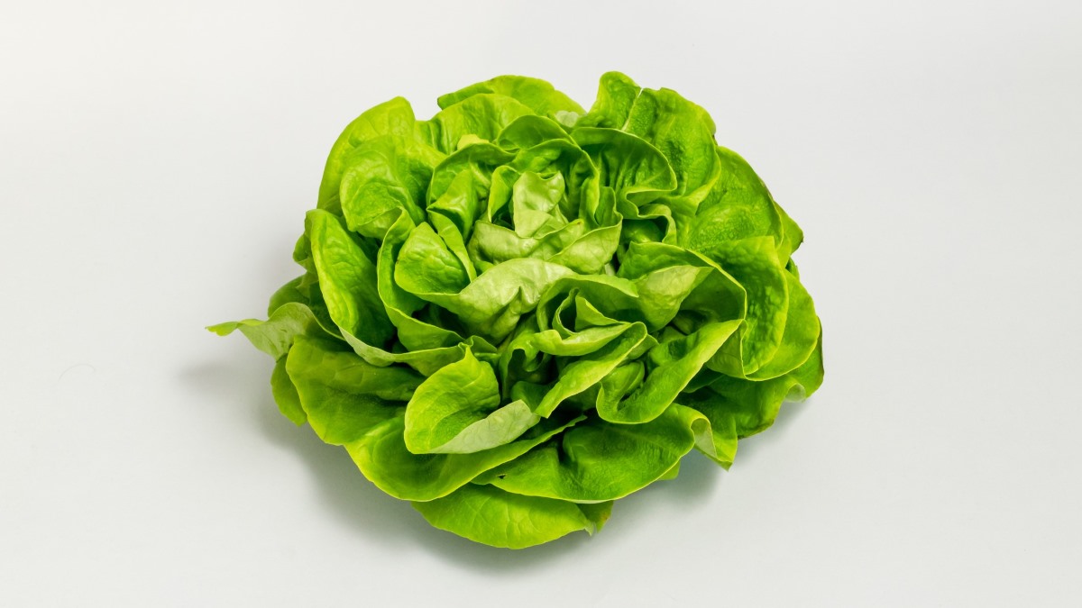 Beefed up lettuce produces meat protein
